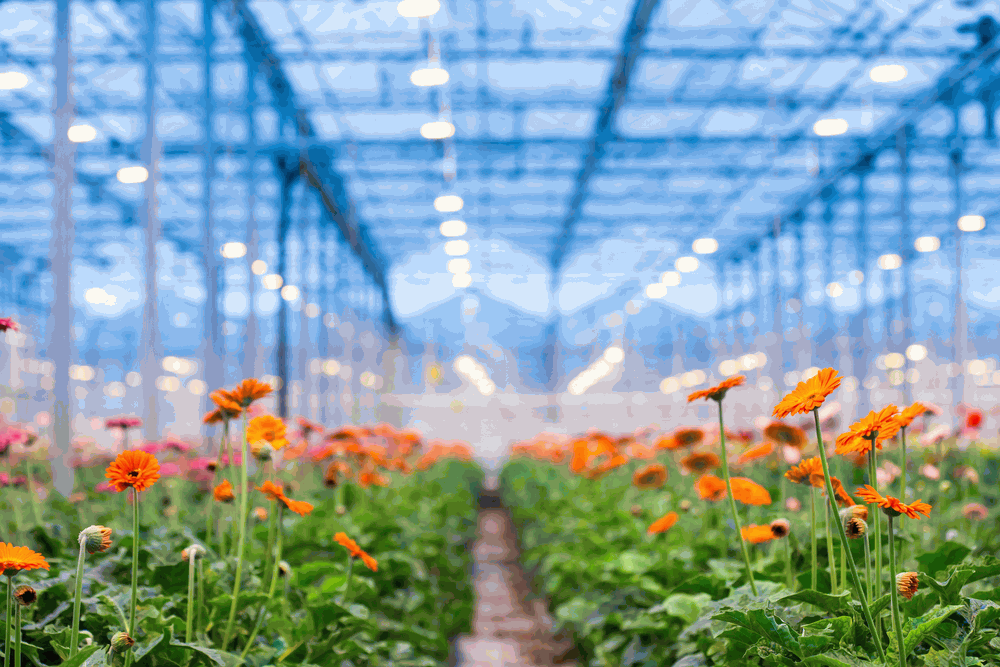 GERBERA CULTIVATION