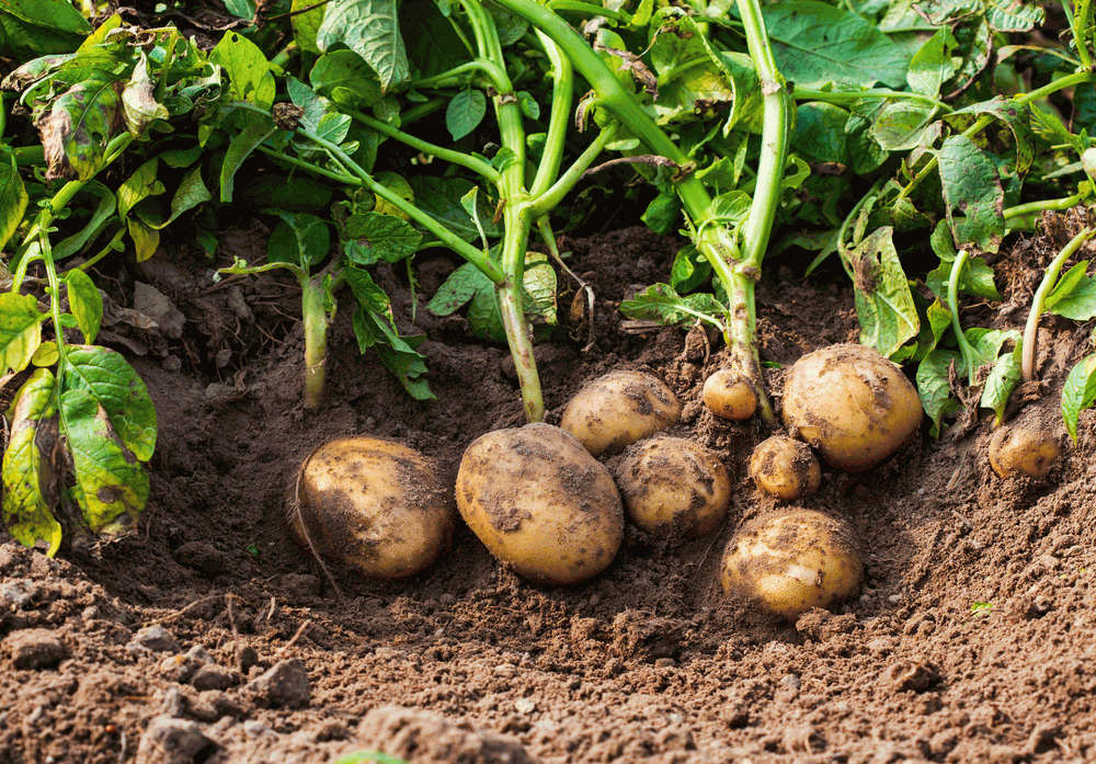 potatoes plant growing many grow garden planting per potato harvest where succession late early season