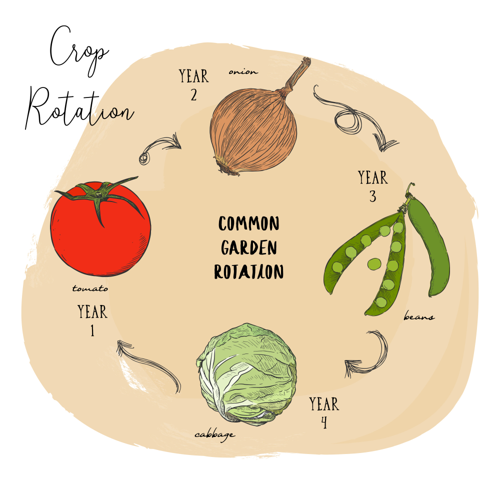 Crop rotation