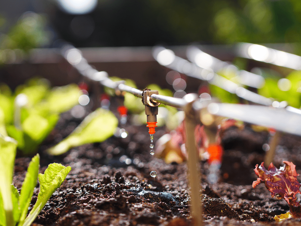 Drip Irrigation