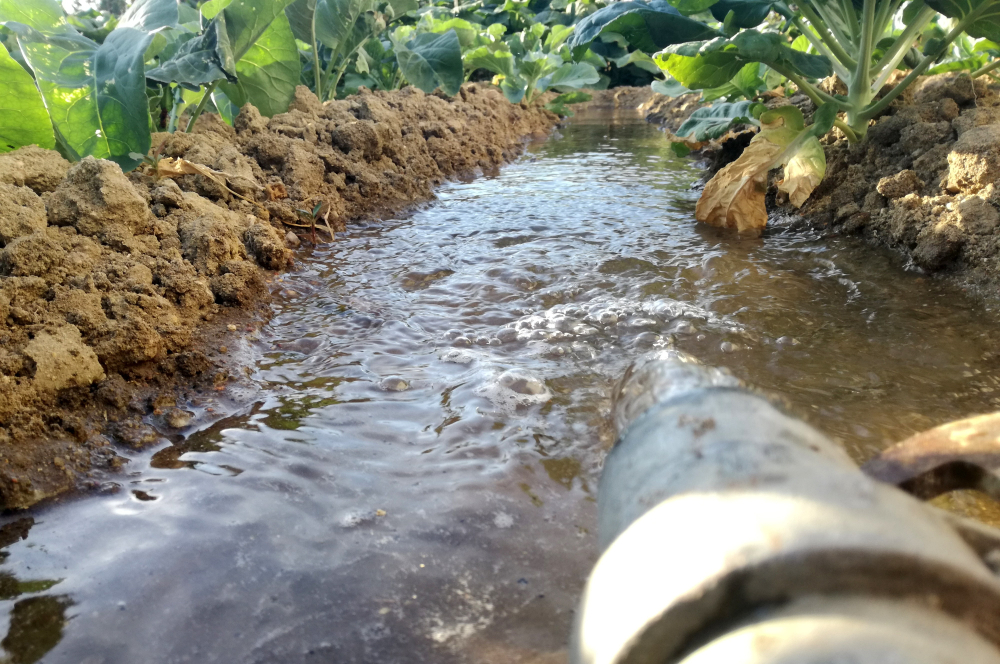 Surface Irrigation