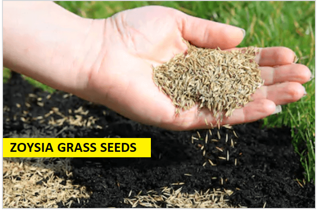 Zoysia Grass: How to Grow in a Few Easy Steps (2020) - E-AGROVISION