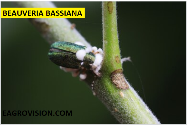 BEAUVERIA BASSIANA