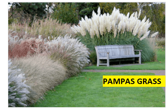 pampas grass