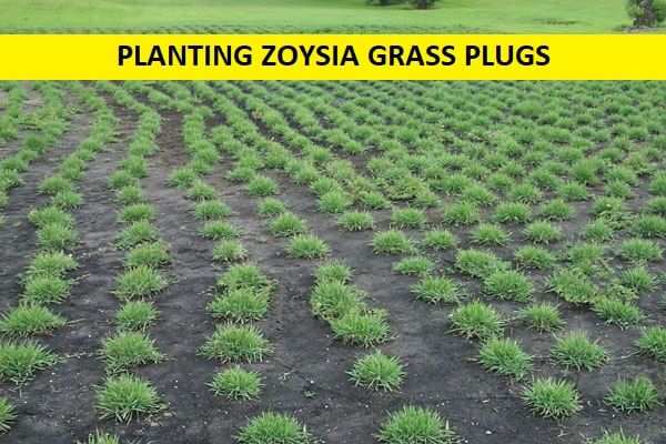 Zoysia Grass How To Grow In A Few Easy Steps