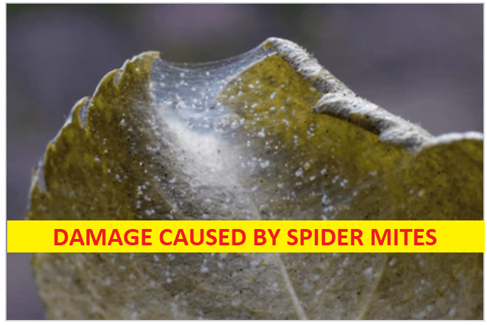 Damage Caused by spider mites