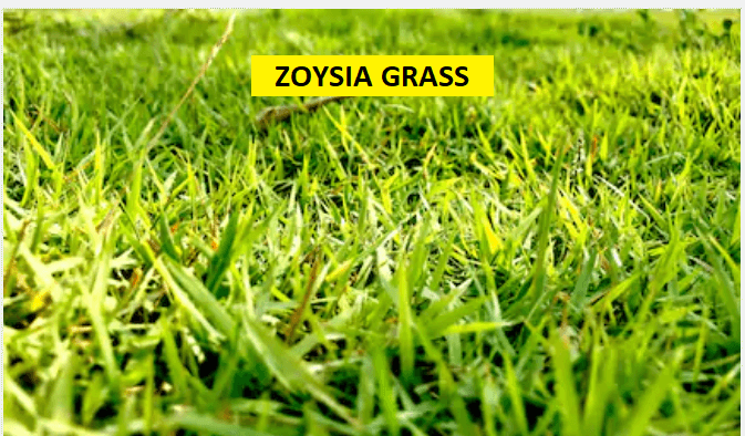 Zoysia Grass: How to Grow in a Few Easy Steps (2020) - E-AGROVISION