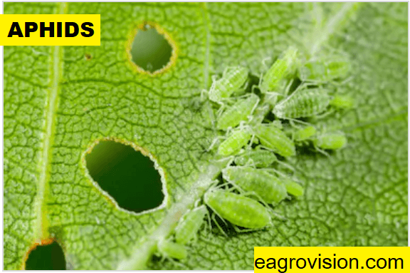 aphids