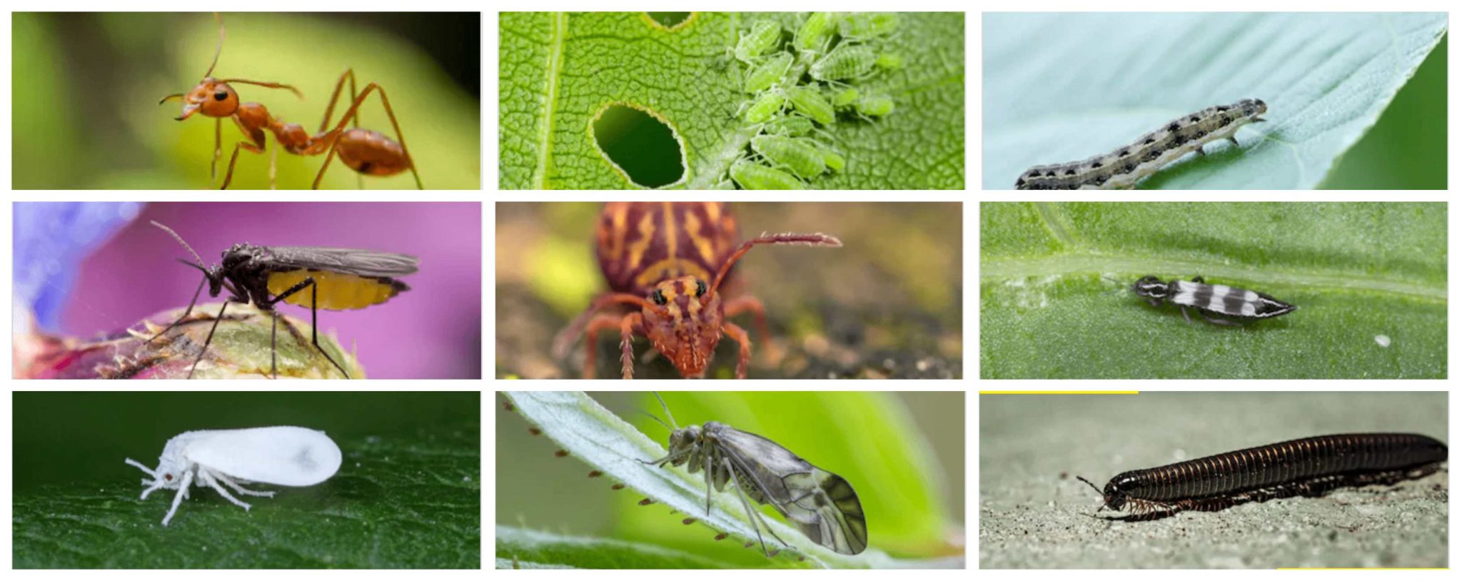 PLANT INSECTS