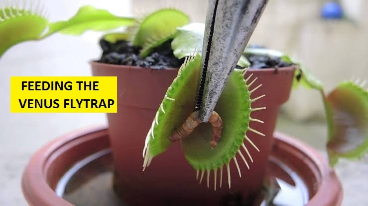 Fedding the venus fly trap