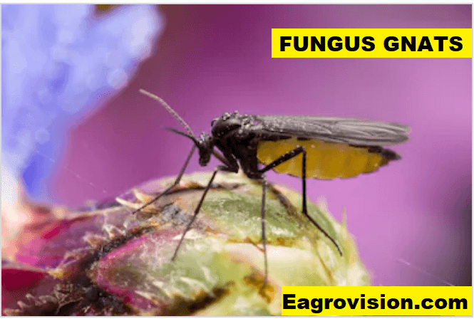 fungus gnats