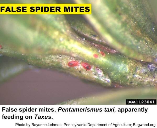 false spider mites