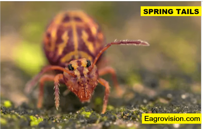 springtails