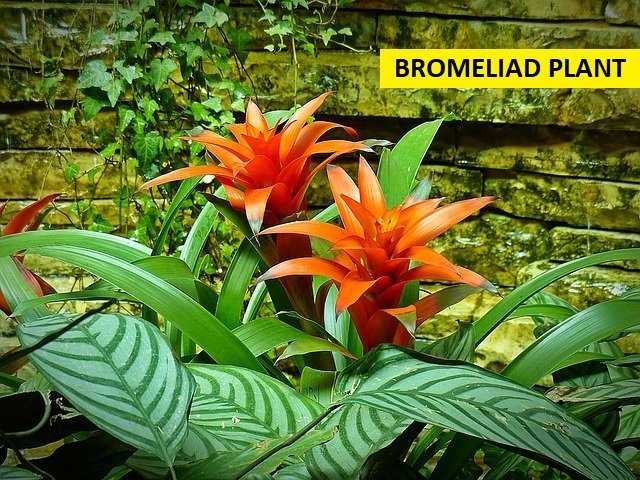 BROMELIAD PLANT