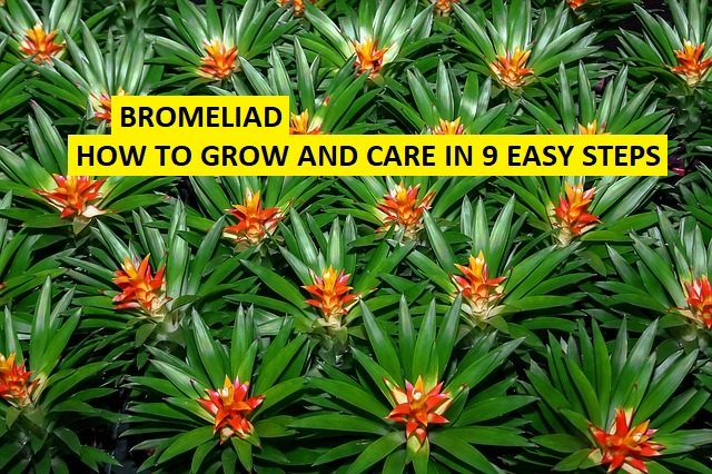 BROMELIAD