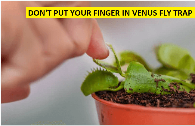 finger in venus fly trap