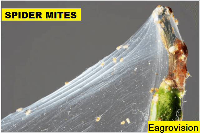 spider mites