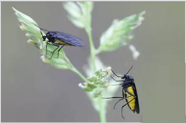 Fungus Gnats How To Get Rid Of Fungus Gnats 2020 E