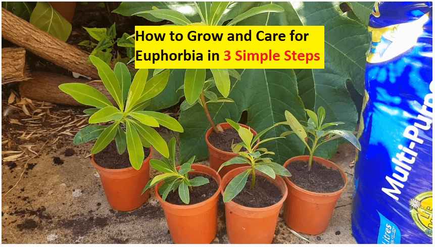 how to grow euphorbia