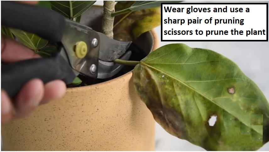 pruning ficus