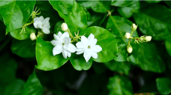 How To Take Care Of Your Jasmine Plant E Agrovision