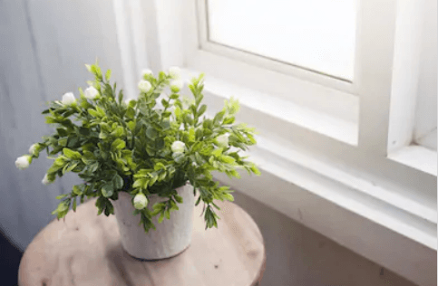 jasmine plant