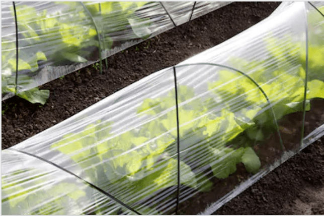 how to grow cucumbers