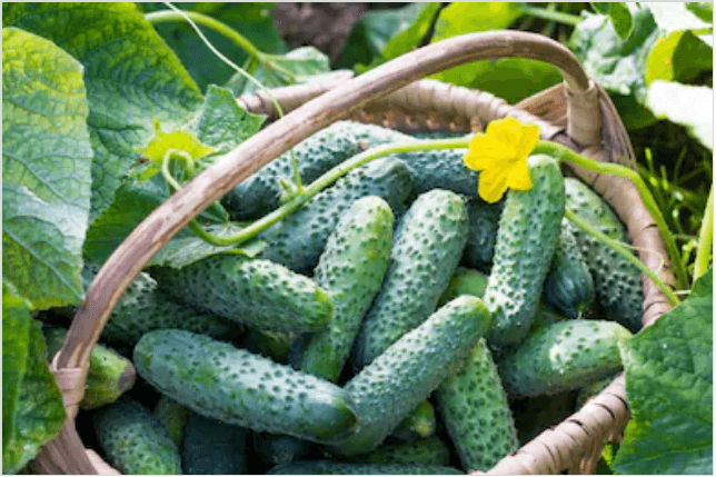 Growing Cucumbers