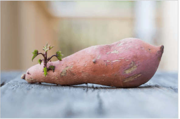 how to grow sweet potatoes