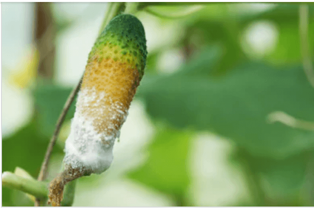 Growing cucumbers