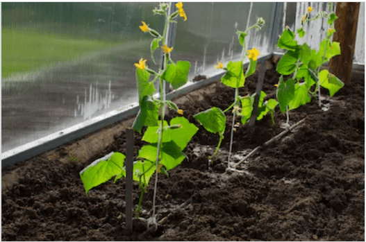 how to grow cucumbers