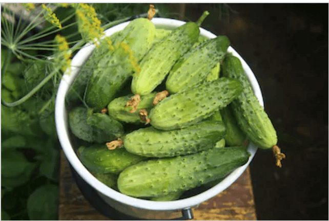 harvesting cucumbers