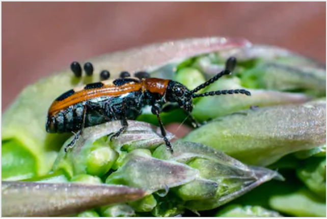 Pests in Asparagus