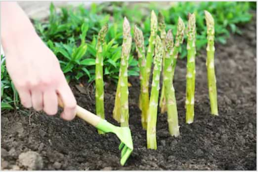 Growing asparagus