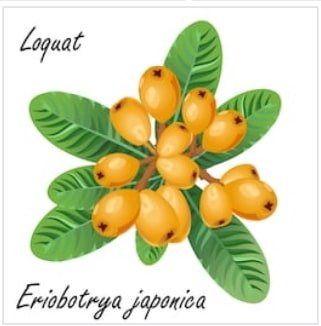 Loquat benefits