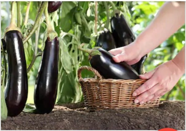 Growing Eggplants