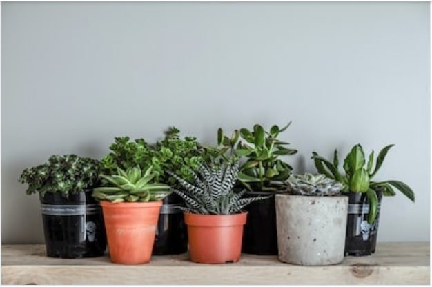 low light house plants