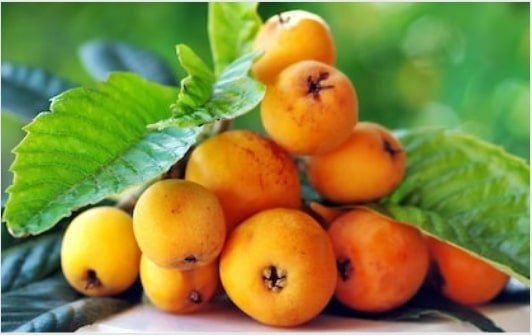 Loquat Fruit benefits